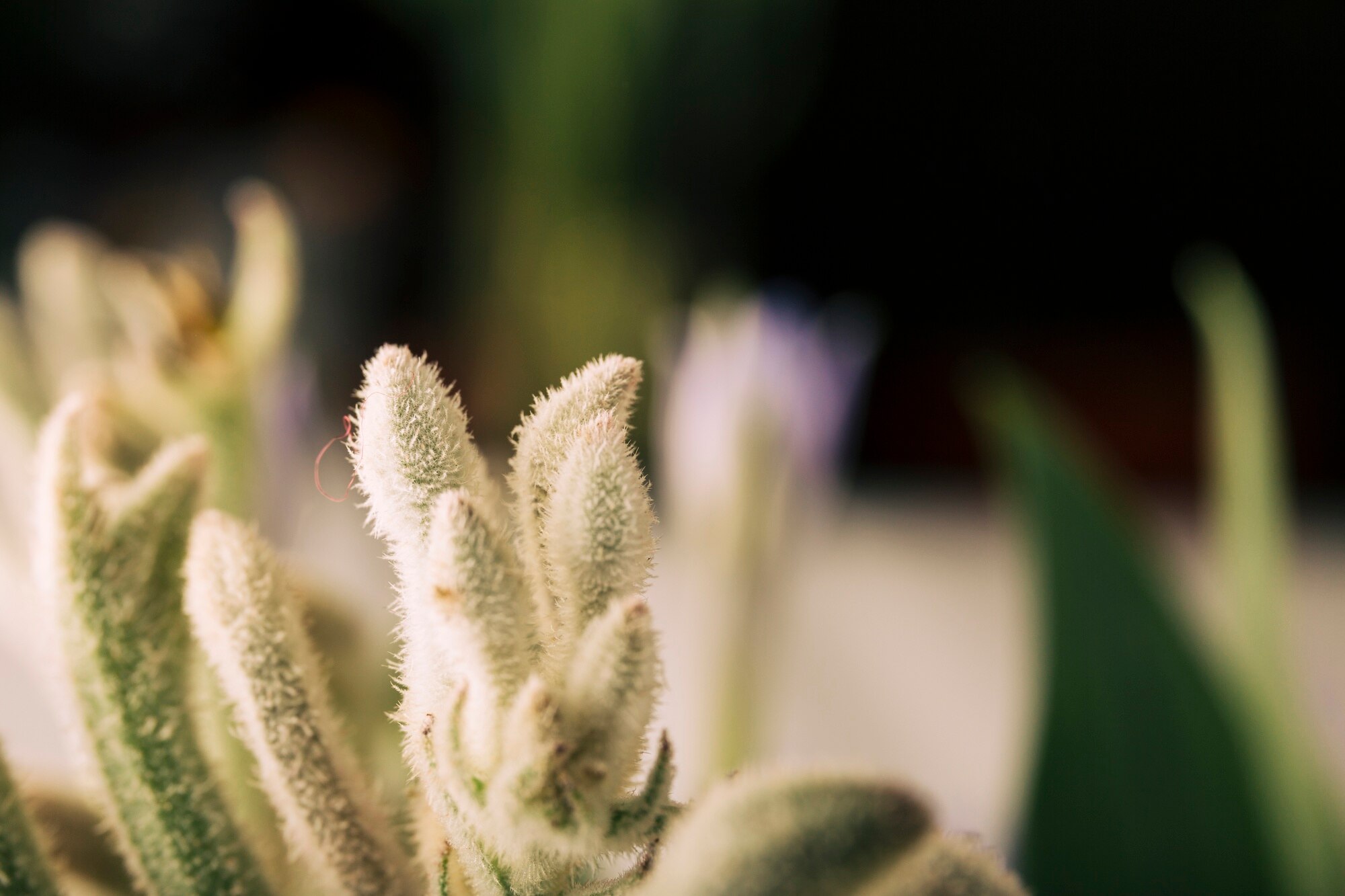 Detalle de la naturaleza